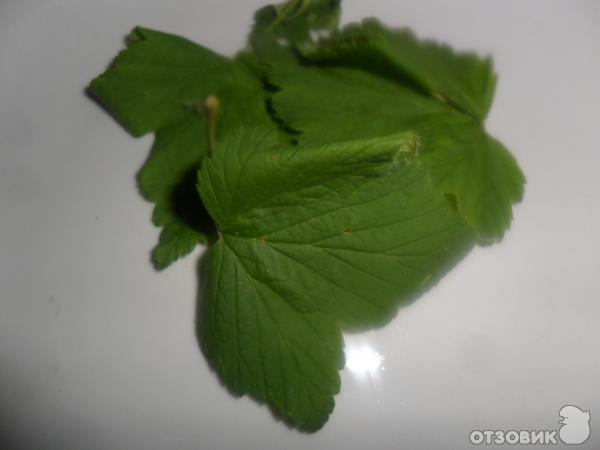 Рецепт Зеленый чай из натуральных компонентов фото