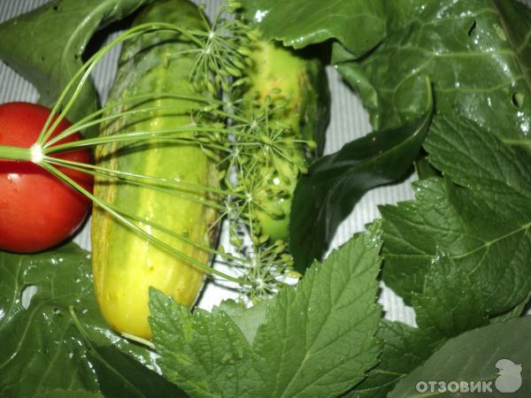 Рецепт Соленые огурцы и помидоры фото
