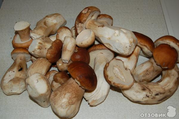 Белые грибы 