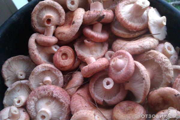 Волнушки на зиму - 24 рецепта заготовок грибов с пошаговыми фото