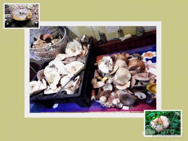 Как готовить кесарев гриб: рецепты и фото
