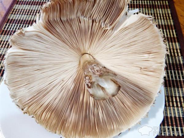 Жареные грибы зонтики фото