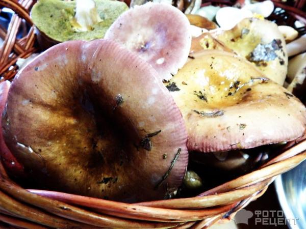 Как засолить грибы синявки, соление холодным способом