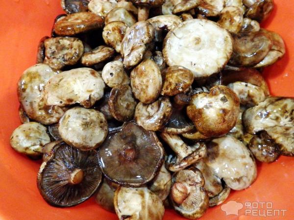Свинушки жареные — рецепт с фото пошагово + отзывы. Как приготовить жареные грибы свинушки?