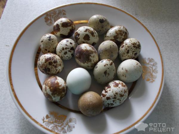 Перепелиные яйца маринованные рецепт с фото, как приготовить на fitdiets.ru