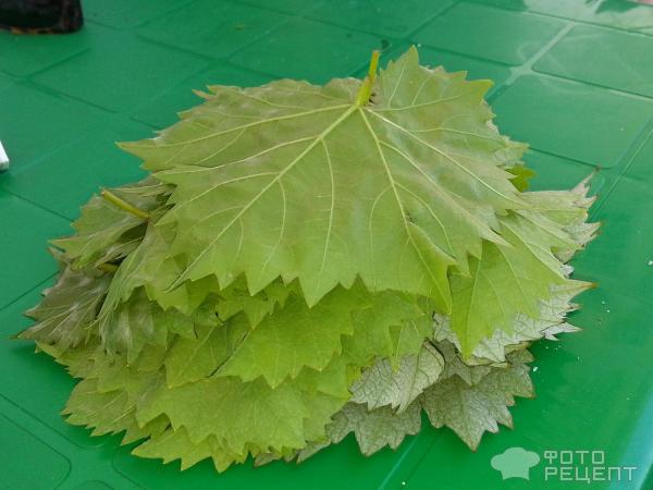 Виноградные листья-заготовки для долмы фото