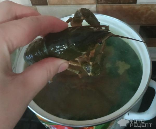 Раки речные вареные фото