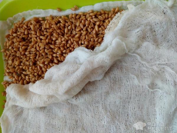 пшеница разложенная на подносе и накрытая мокрой марлей