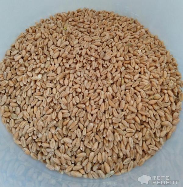 пшеница для проращивания без упаковки