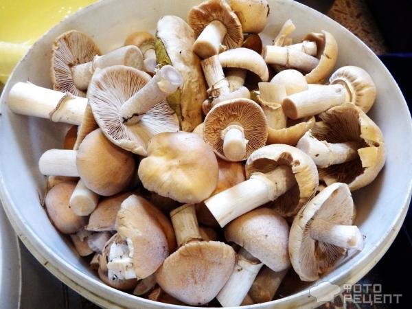 Курочка с грибами – пошаговый рецепт приготовления с фото