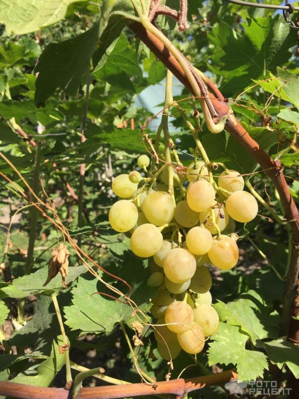 Два вкуснейших летних шербета из малины, смородины, персиков и винограда фото