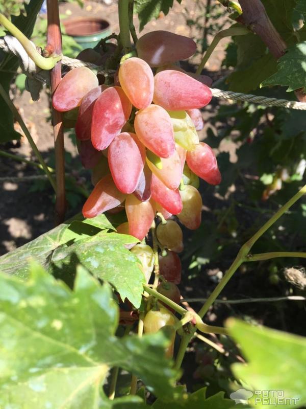 Два вкуснейших летних шербета из малины, смородины, персиков и винограда фото