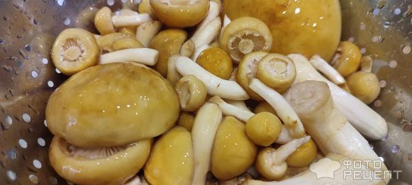 Как готовить гриб Чешуйчатка золотистая?