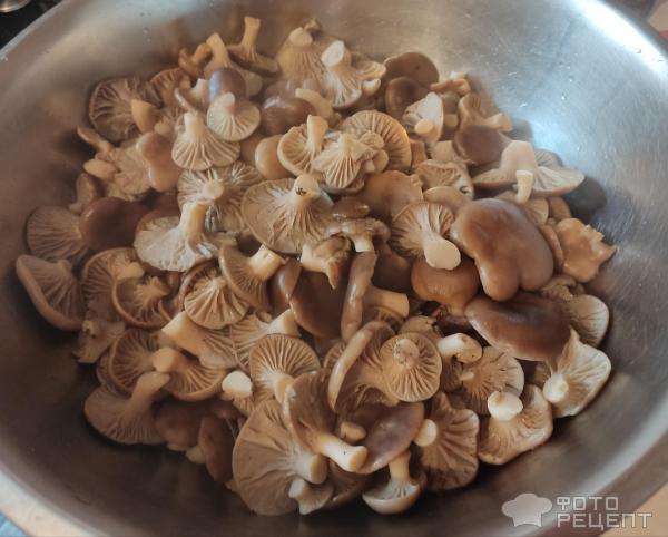 Соленые грибы рядовки фото