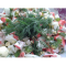 Фото Крабовый салат по Дюкану