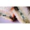 Фото Горячие бутерброды с сыром и зеленью