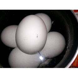 Рецепт: Как правильно варить яйца